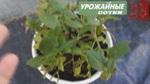 Сохранить ПЕТУНИЮ зимой - проще простого! Простые правила зимовки петуний.