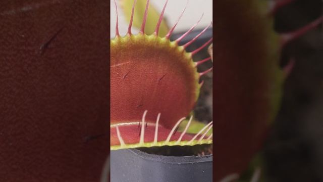 Feeding Carnivorous Venus Fly Traps Crickets смотреть онлайн