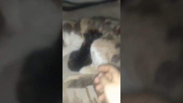 мама с котёнком смотреть онлайн