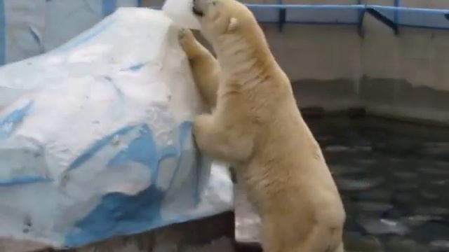 Кай не хочет играть. 04.11.15 смотреть онлайн