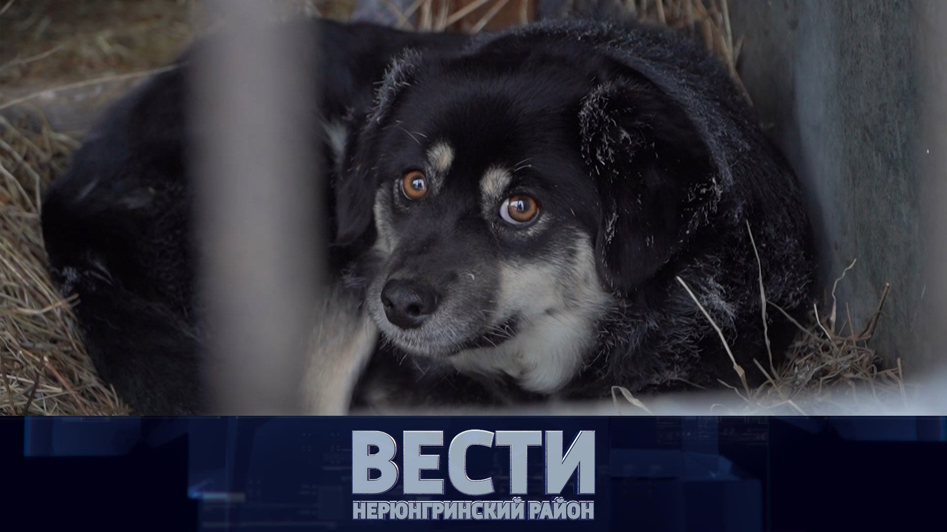 Выпуск новостей от 17.12.2022: Парта героя, растёт заболеваемость, ЦРТДиЮ - 45 лет смотреть онлайн