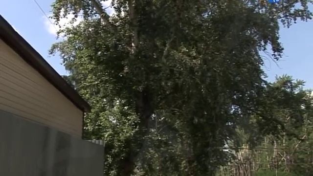 12 07 2018 Тополиный пух не дает спокойно жить смотреть онлайн