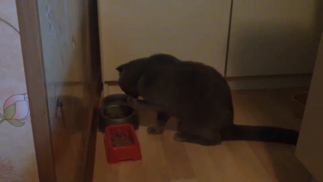Кошка ест лапой смотреть онлайн