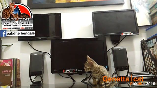 genetta cat, kucing munchkin genetta, bengal kaki pendek, bengal ceper, bengal cebol смотреть онлайн