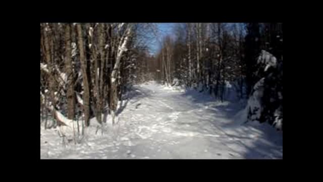 Солонец.Что было на солонце зимой.Лоси на солонце.