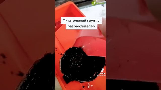 Сажаем рассаду в торфяные горшочки правильно #Shorts смотреть онлайн