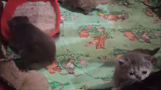 КАК НАУЧИТЬ КОТЕНКА ХОДИТЬ НА ЛОТОК !!! ШОТЛАНДСКИЕ КОТЯТА. смотреть онлайн