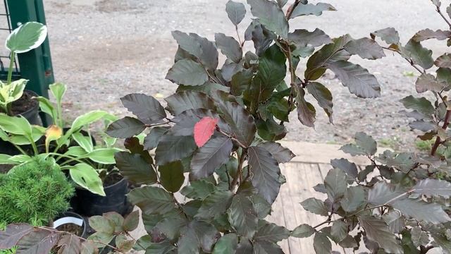 Бук лесной Атропуницея (Atropunicea) смотреть онлайн