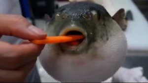 Рыба фугу поёт песню Astronaut in the ocean