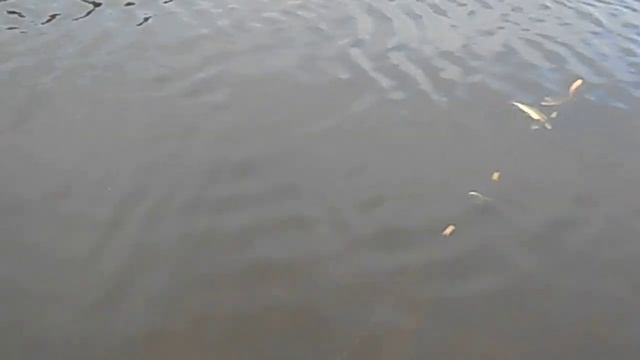 Рыбалка на сети 2 (язь, река Ижма, город Сосногорск 2018г). смотреть онлайн