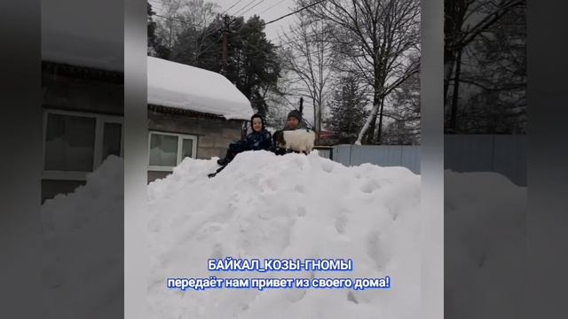 БАЙКАЛ_КОЗЫ-ГНОМЫ КН25. Питомник Козы-Гномы. смотреть онлайн