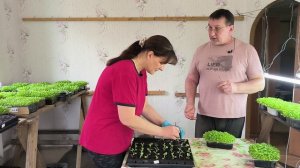 Пикировка табака началась. Часть 2. Не без проблем. Наша жизнь в деревне