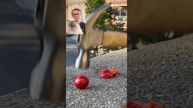 Помидор Vs Молоток