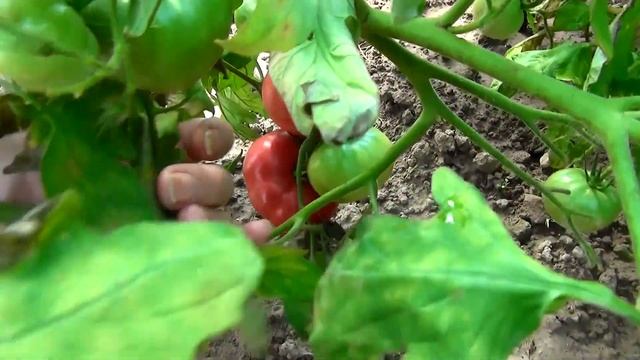 Стих память о бабушке. "Бабушкой пахнет ботва помидорная" стихи для души. Стих о бабушке смотреть онлайн