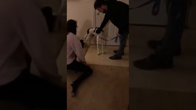 Guy Surprises Girlfriend by Adopting Rescue Dog for Christmas - 1018565 смотреть онлайн