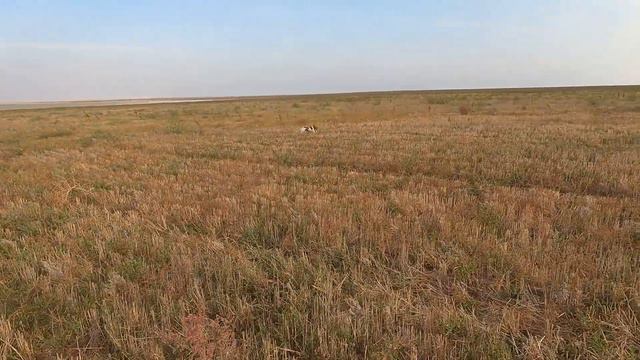 Охота с Эпаньол бретоном смотреть онлайн