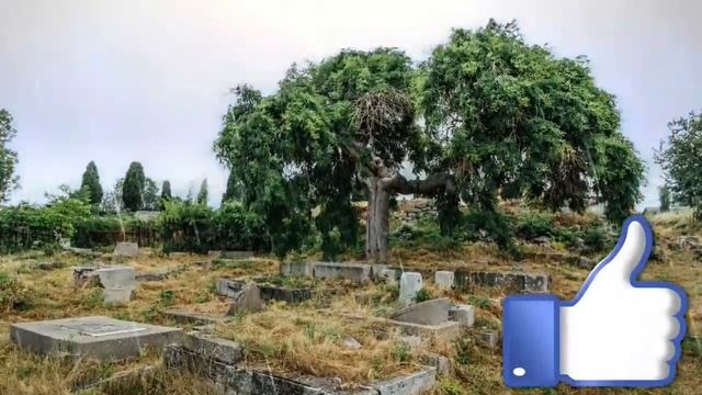 ҚАБРИСТОНДА ҚИЗНИ ЗЎРЛАГАН ИЛОН.... ЮРАГИ БЎШЛАР КЎРМАСИН смотреть онлайн