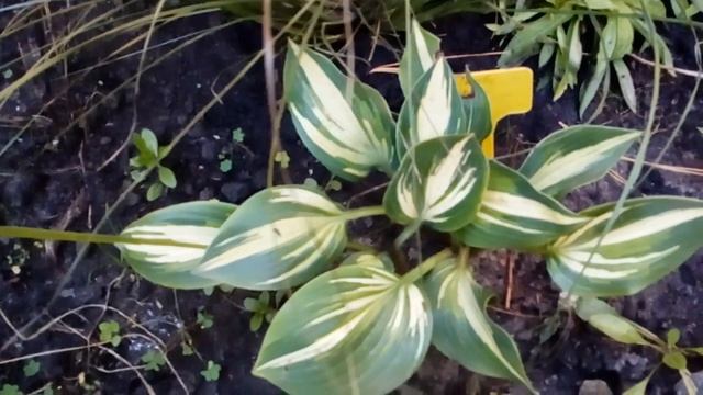 Пеннисетум лисохвостовый, перистощетинник. Хоста Party Popper #pennisetum #hosta #party #popper смотреть онлайн