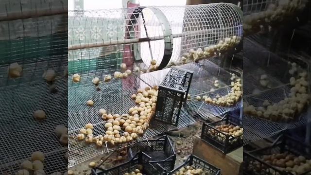 Сортировка картофеля и переборка картофеля смотреть онлайн