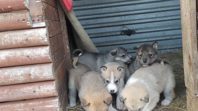 Наступили морозы смотреть онлайн