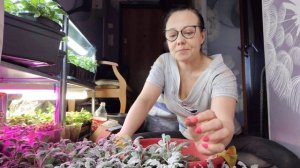 Хотите шикарную цинерарию для цветочных композиций? Рано высаживаем,  формируем и прищипываем.