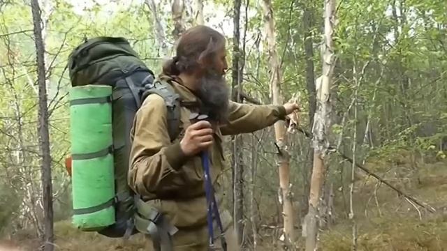 Берёза шерстистая (лат. Betula lanata) смотреть онлайн