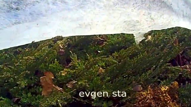 МОЖЖЕВЕЛЬНИК НА ДАЧЕ смотреть онлайн