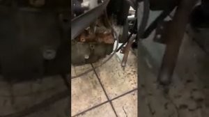 K9K884 Двигатель к Renault Duster, 2012 г