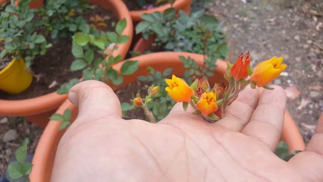 Echeveria Set-Oliver ( Flor De Fuego ) En Floración/ Inflorescencia / Flores/ Flowers/ Inflorescenc