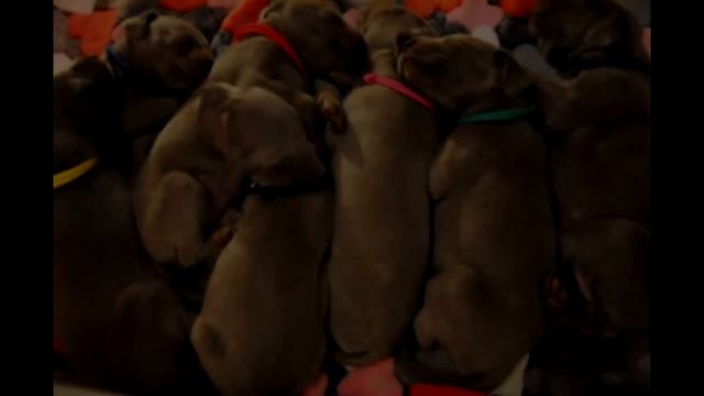 Weimaraner Puppies Good Dog Poland FCI смотреть онлайн