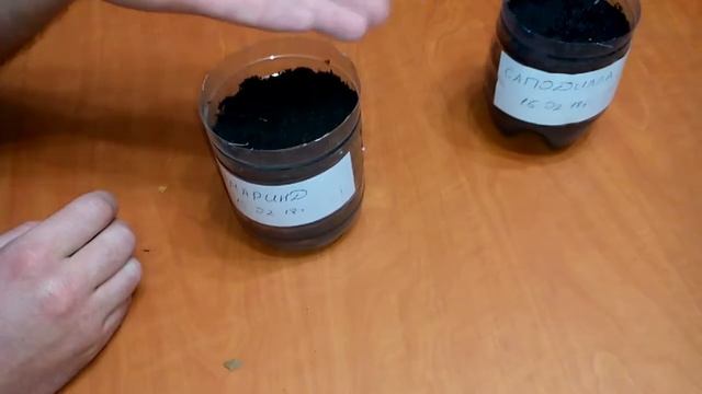 Тамаринд из семян. Посадка и всходы. смотреть онлайн