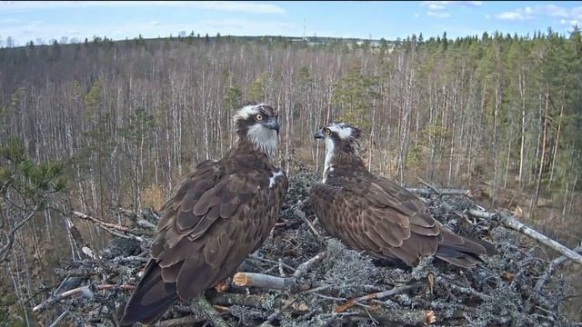 Скопа орёл рыболов хищная птица смотреть онлайн