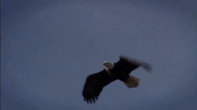 "Where will NPT take you next?" Image Phase 8 Campaign смотреть онлайн