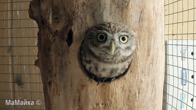 Сова, открывай!!! смотреть онлайн