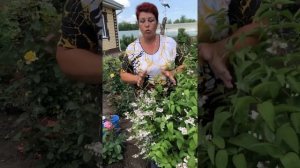 Дейция шершавая