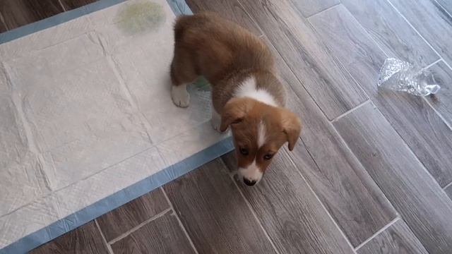 CORGI PUPPY MEETS HUSKY! смотреть онлайн