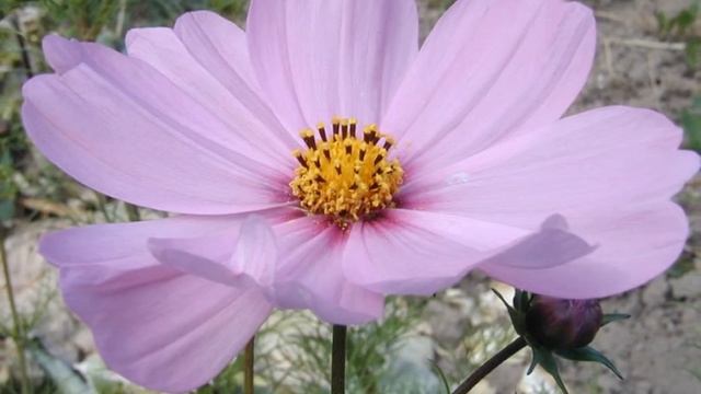 Статья В В Медушевского Педагогика небесной любви 2 часть смотреть онлайн