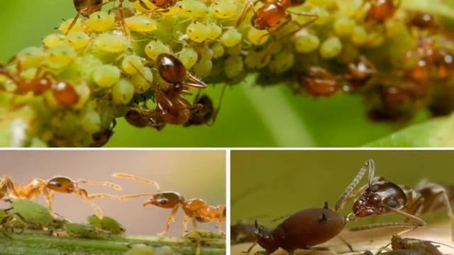 Цикадка пенная слюнявая и ей роль в биоценозах смотреть онлайн