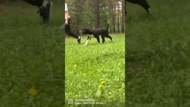 Чёрный алабай щенок среднеазиатской овчарки Продажа ❗️+79135577838 #алабай #сао #щенкиалабая смотреть онлайн