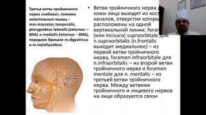 Вебинар «Хирургическая анатомия лицевого отдела черепа»