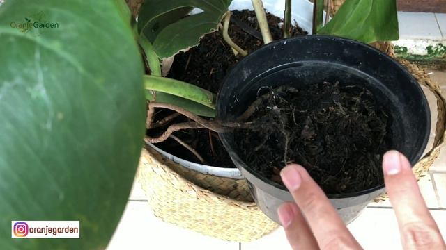 Monstera varigata (mencacah) || Propagate Monstera Plant смотреть онлайн