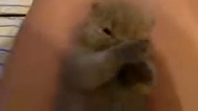 крошечный котенок смотреть онлайн