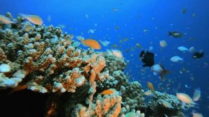 Большой коралловый риф 4к.Relaxing Ocean Fish & Stunning Aquarium Relax Music.mp4