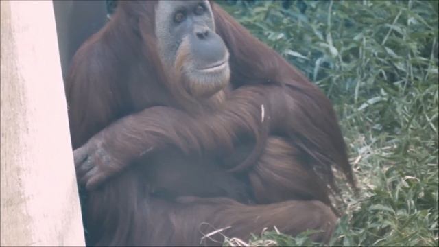 PONGO Pygmaeus, SUMATRAN ORANGUTAN