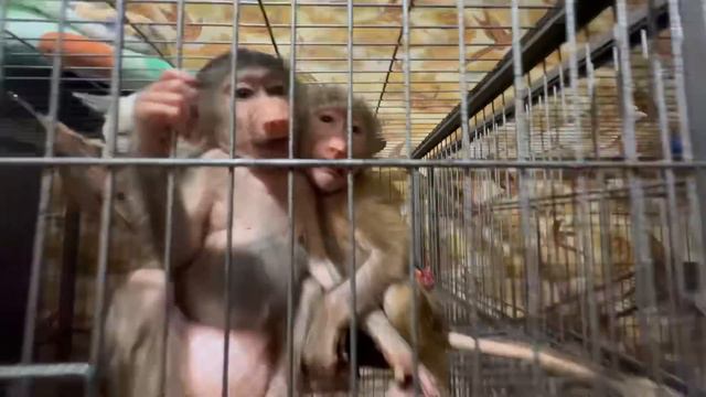 А у нас Маню ТОЧНО ПОДМЕНИЛИ, вы посмотрите КАК она мечется между Степой и Басиком))) смотреть онлайн