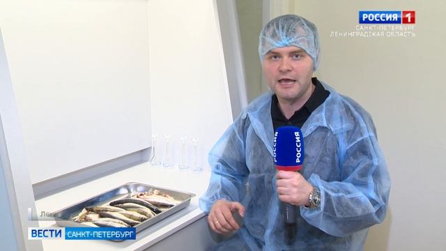 В улове корюшки из Финского залива нашли паразитов смотреть онлайн