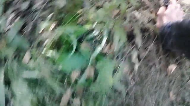 Прогулка по смешанному лесу. Нашёл много лисичек и белых грибов!!! смотреть онлайн