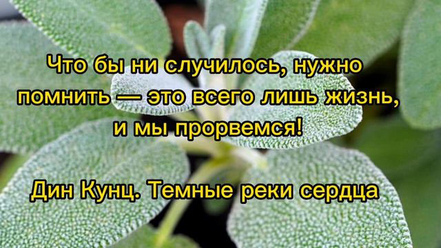 Жизненные Цитаты Мудрых людей... смотреть онлайн