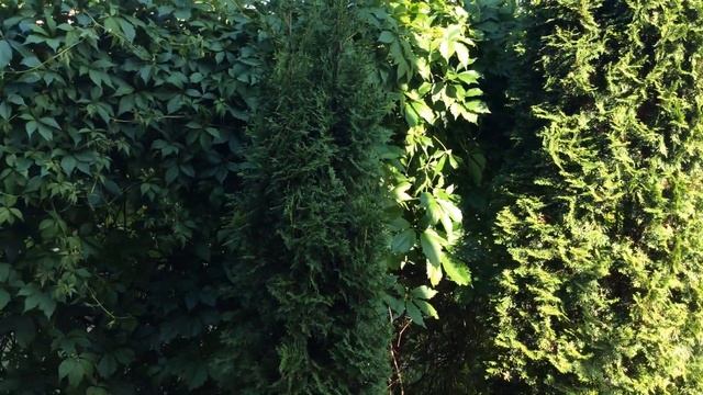 Забор своими руками. Живая изгородь. смотреть онлайн