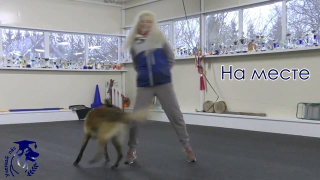 Учёный пёс: танцы с собаками. Азбука элементов. Команда «Восемь». смотреть онлайн
